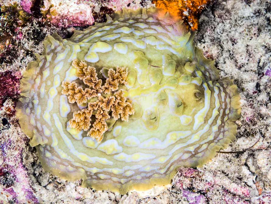 Asteronotus cespitosus